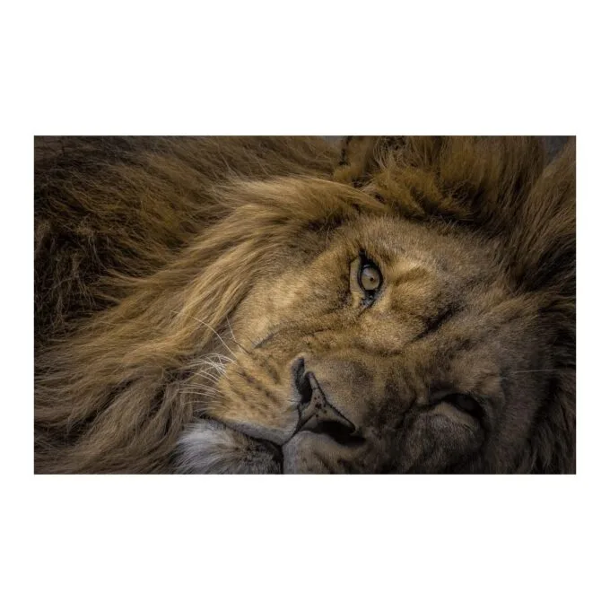Olympus M.Zuiko Digital ED 75-300mm f/4.8-6.7 II - EZ-M7530-2 - Black, Micro Four Thirds, 58mm filter — image 4