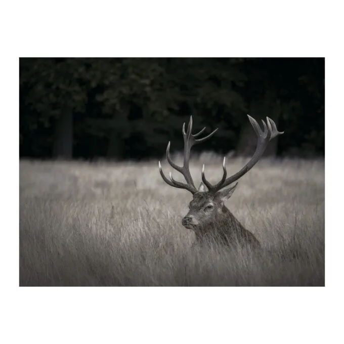 Olympus M.Zuiko Digital ED 75-300mm f/4.8-6.7 II - EZ-M7530-2 - Black, Micro Four Thirds, 58mm filter — image 5