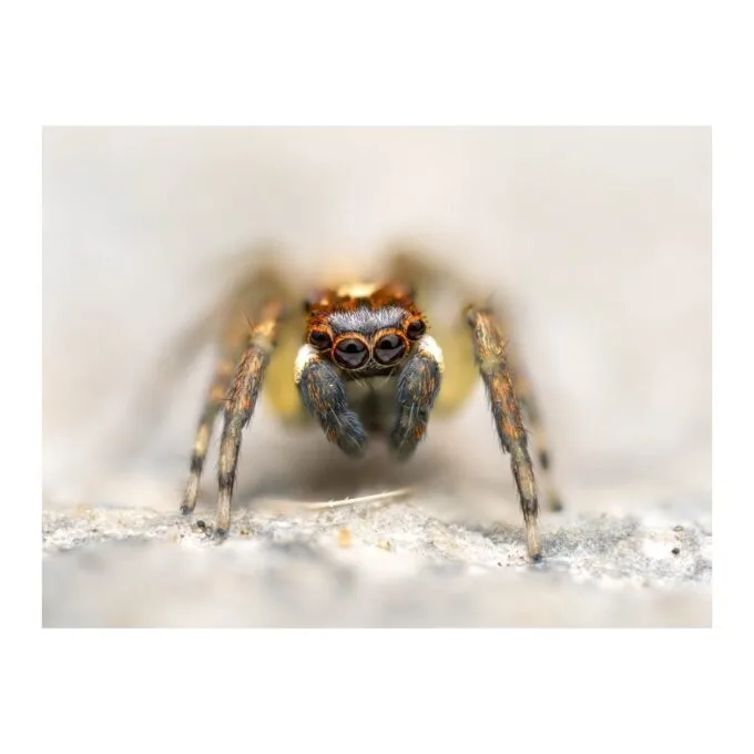 Olympus M.Zuiko Digital ED 90mm F3.5 Macro IS PRO - 90mm Macro Lens with IS PRO — image 16