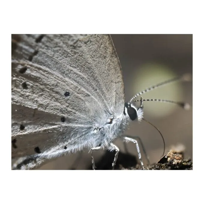 Olympus M.Zuiko Digital ED 90mm F3.5 Macro IS PRO - 90mm Macro Lens with IS PRO — image 17