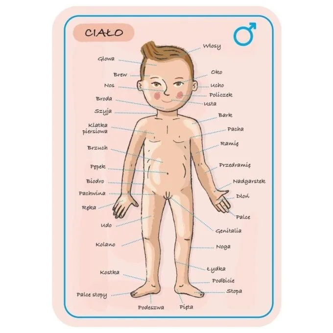 Janod Jigsaw Magnetic Body of Man J05491 — image 11