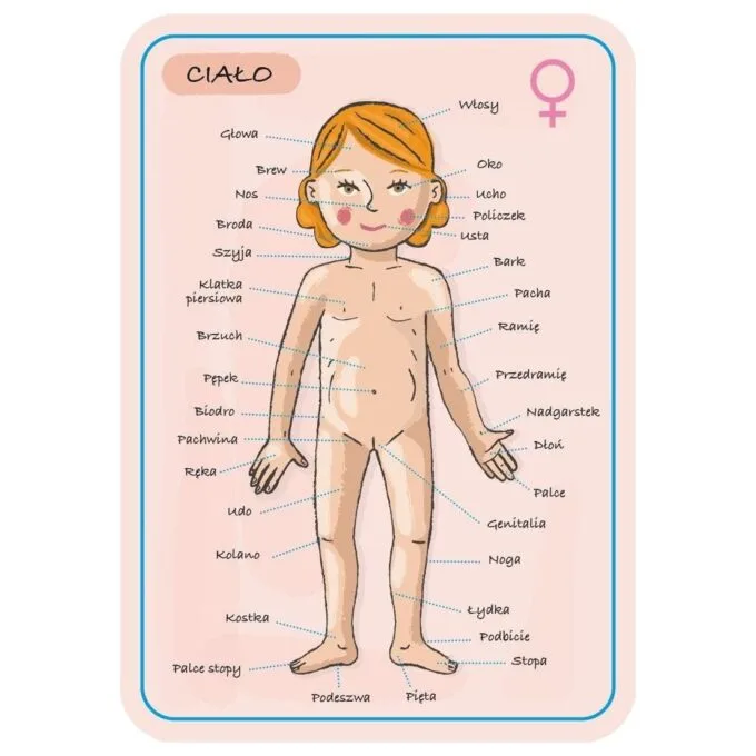 Janod Jigsaw Magnetic Body of Man J05491 — image 12