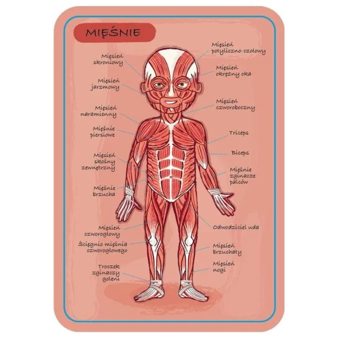 Janod Jigsaw Magnetic Body of Man J05491 — image 8